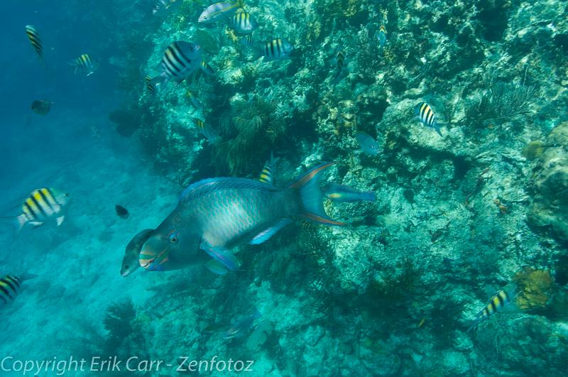 BVI Diving-0019.jpg